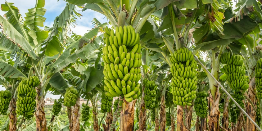 Plátano / Banano