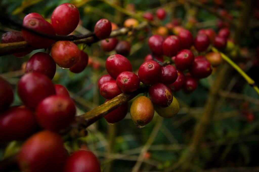 Café