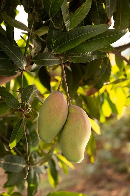 Mango
