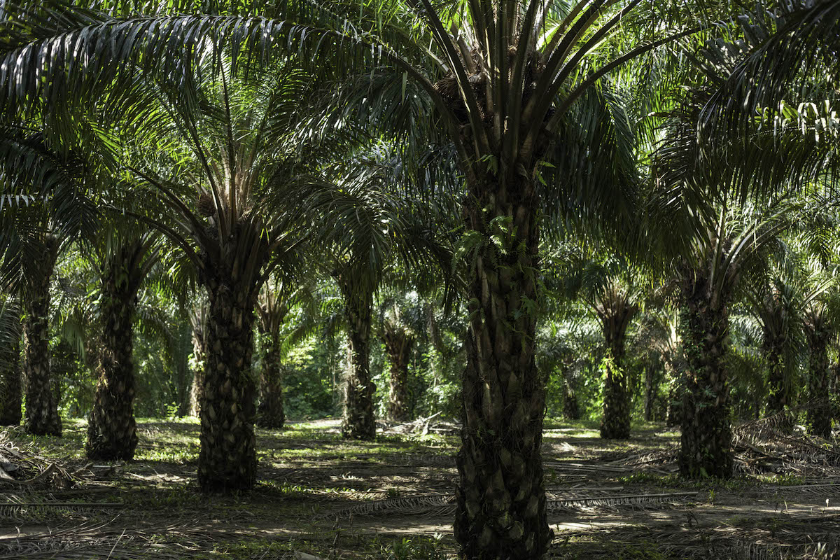 Palma africana